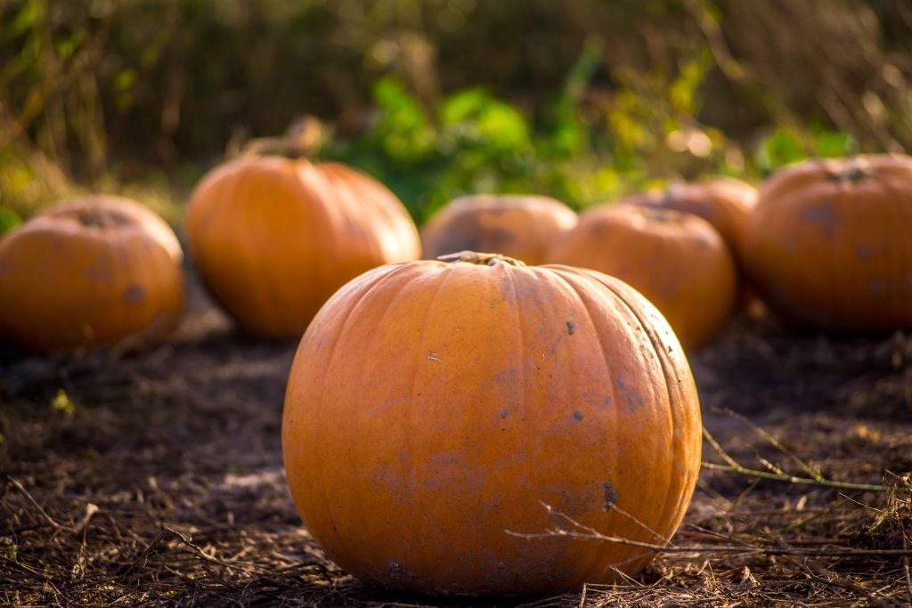 Halloween pumpkins