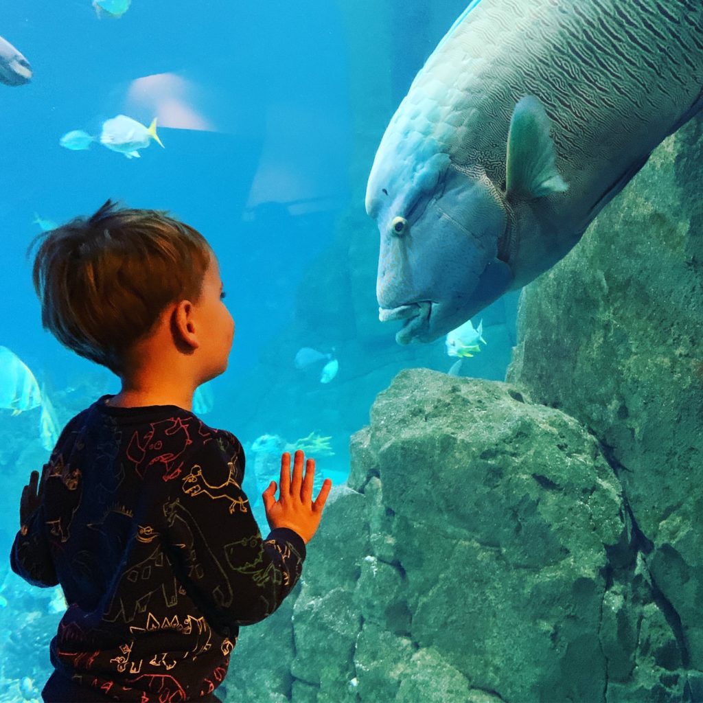 Half term activities at the National Marine Aquarium