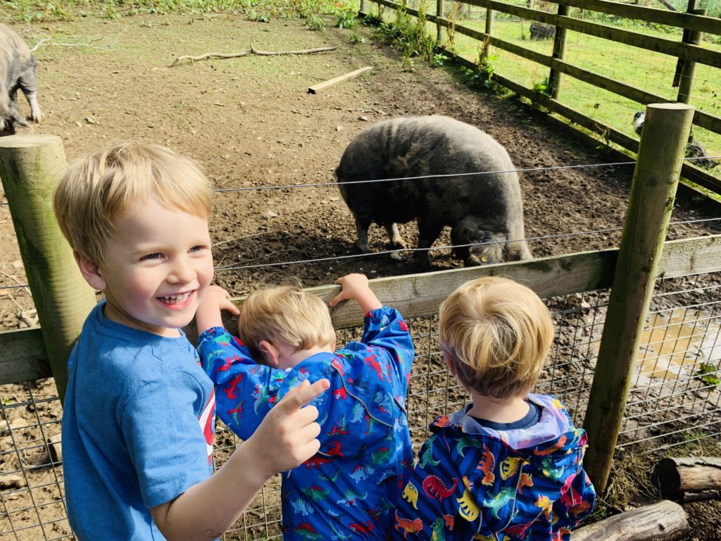 Brothers feeding the pigs at Glynn Barton