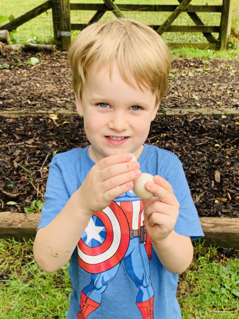 Egg collecting after animal feeding at holiday cottages