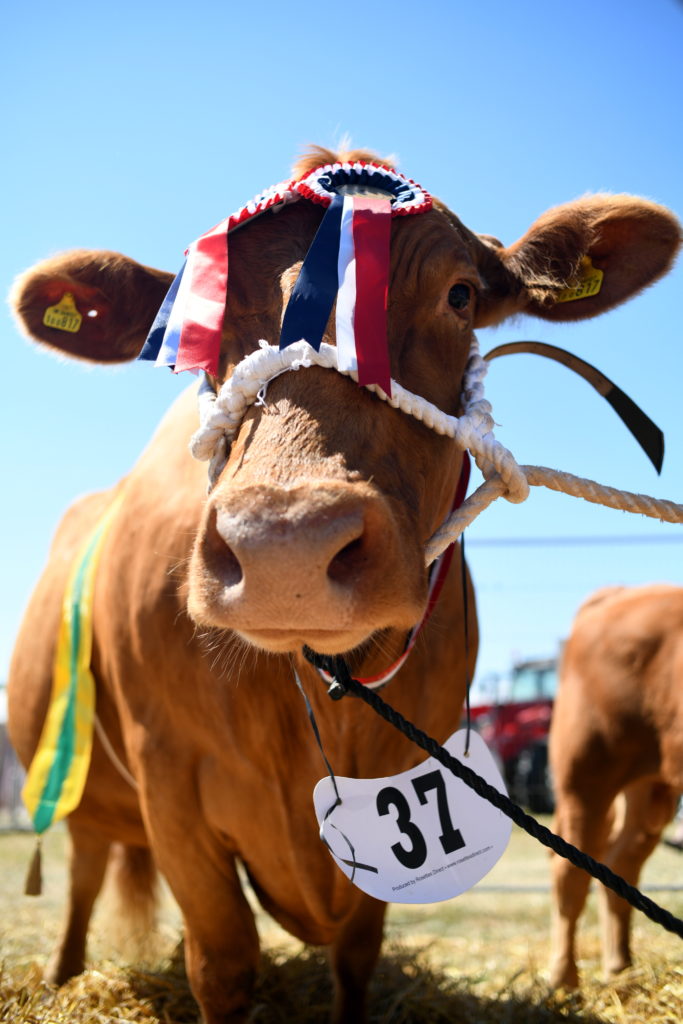 Prize cow at an agricultural show near Plymouth