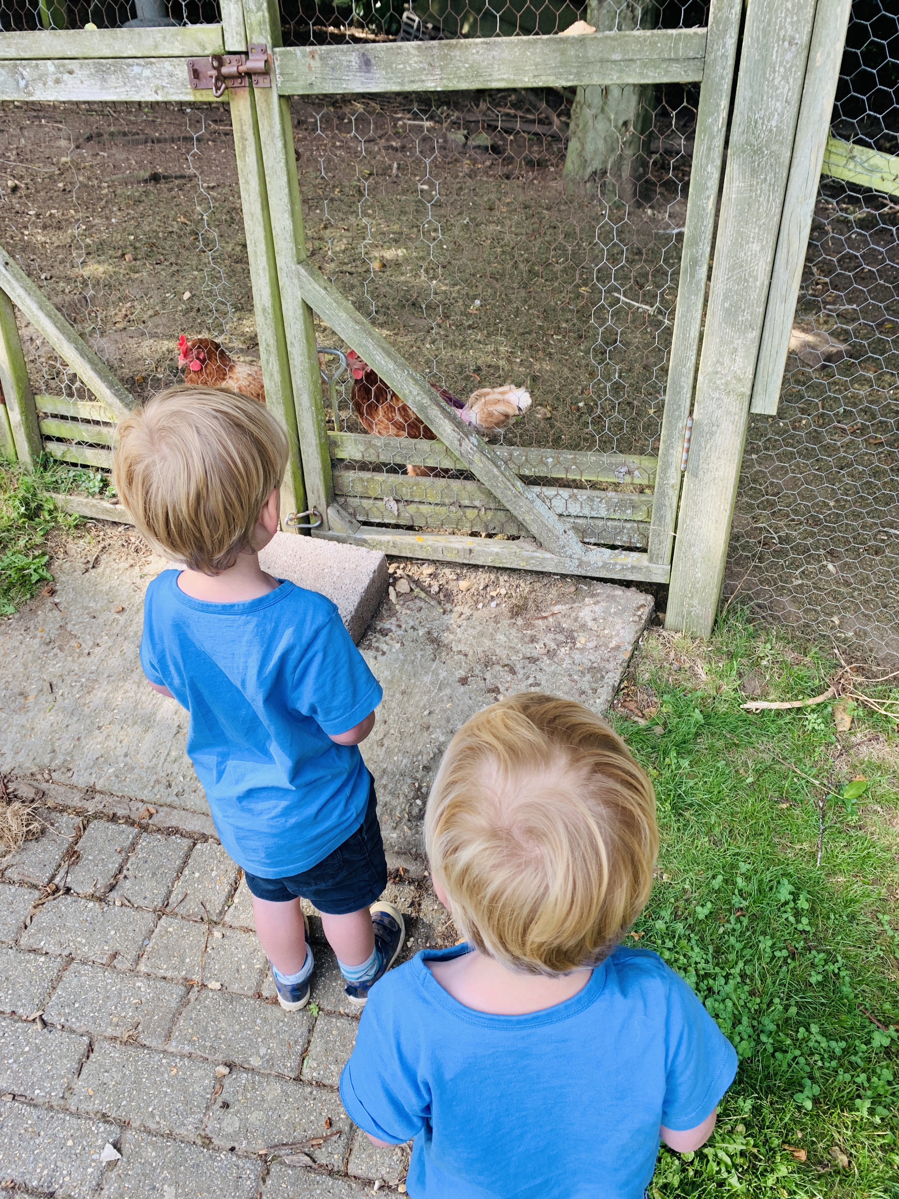 Twins looking at chickens at Greenwood Grange