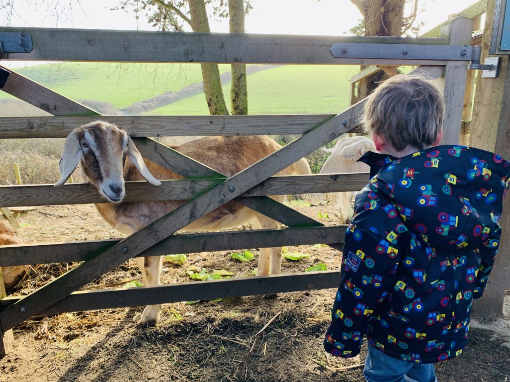 Toddler watching a goat through a gate