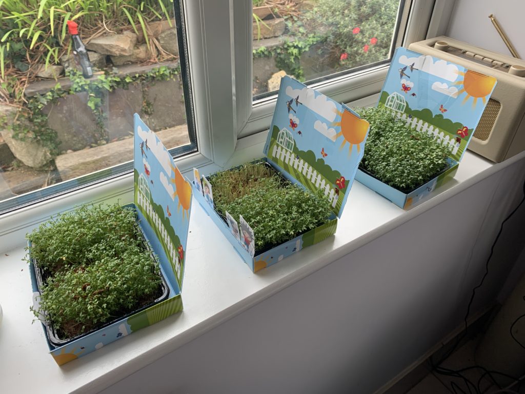 Mini cress gardens sent to grandsons during lockdown by Granny