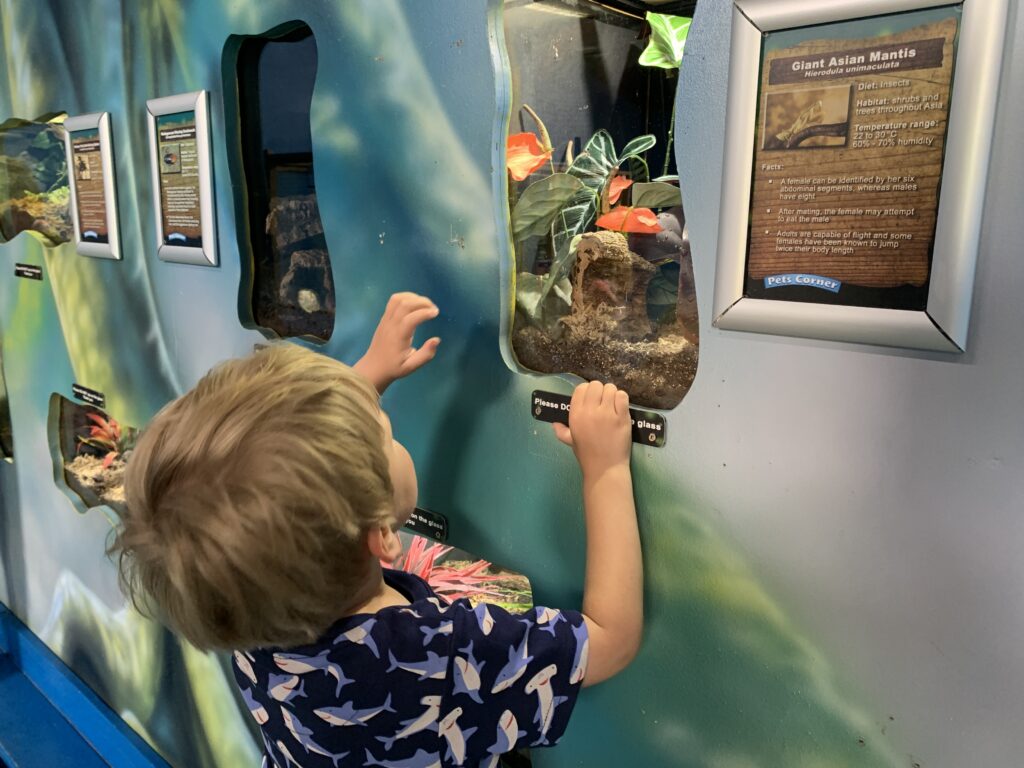 Three year old boy looks into bug tank at Camel Creek