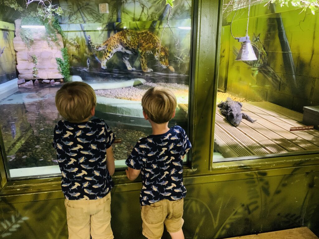 Twin three year olds look at a baby crocodile at Camel Creek