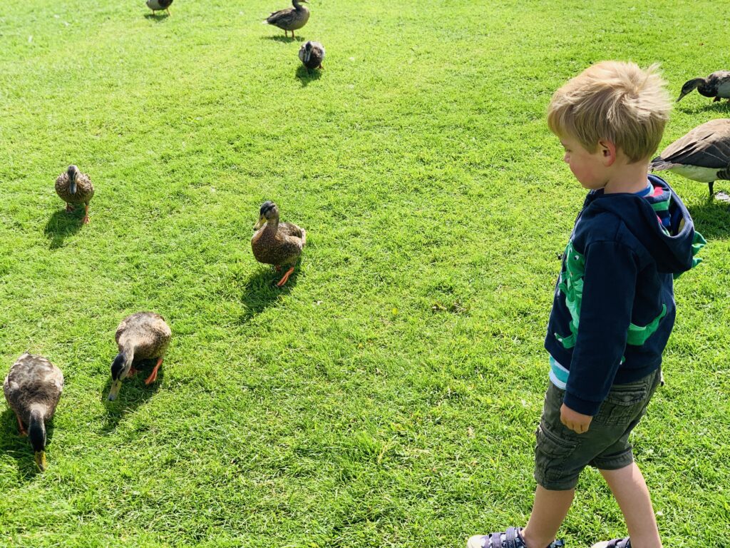 Toddler feeding the ducks at Springfield fun park