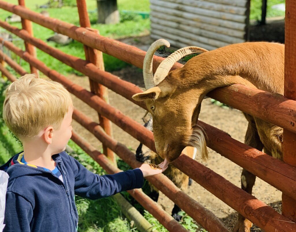 Five year old boy feeding a goat over a fence