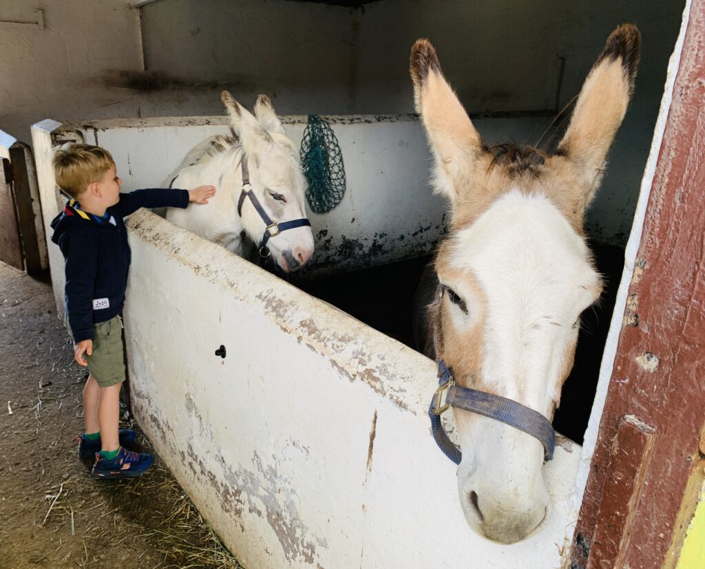 Five year old boy strokes two donkeys in stables