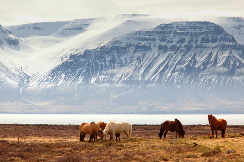 Wild horses graze with a stunning mountain and fjord backdrop in Iceland