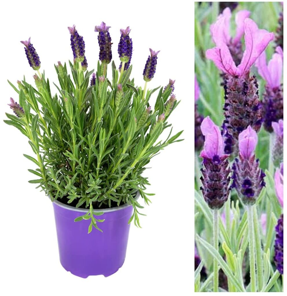 A lavender plant in a purple pot