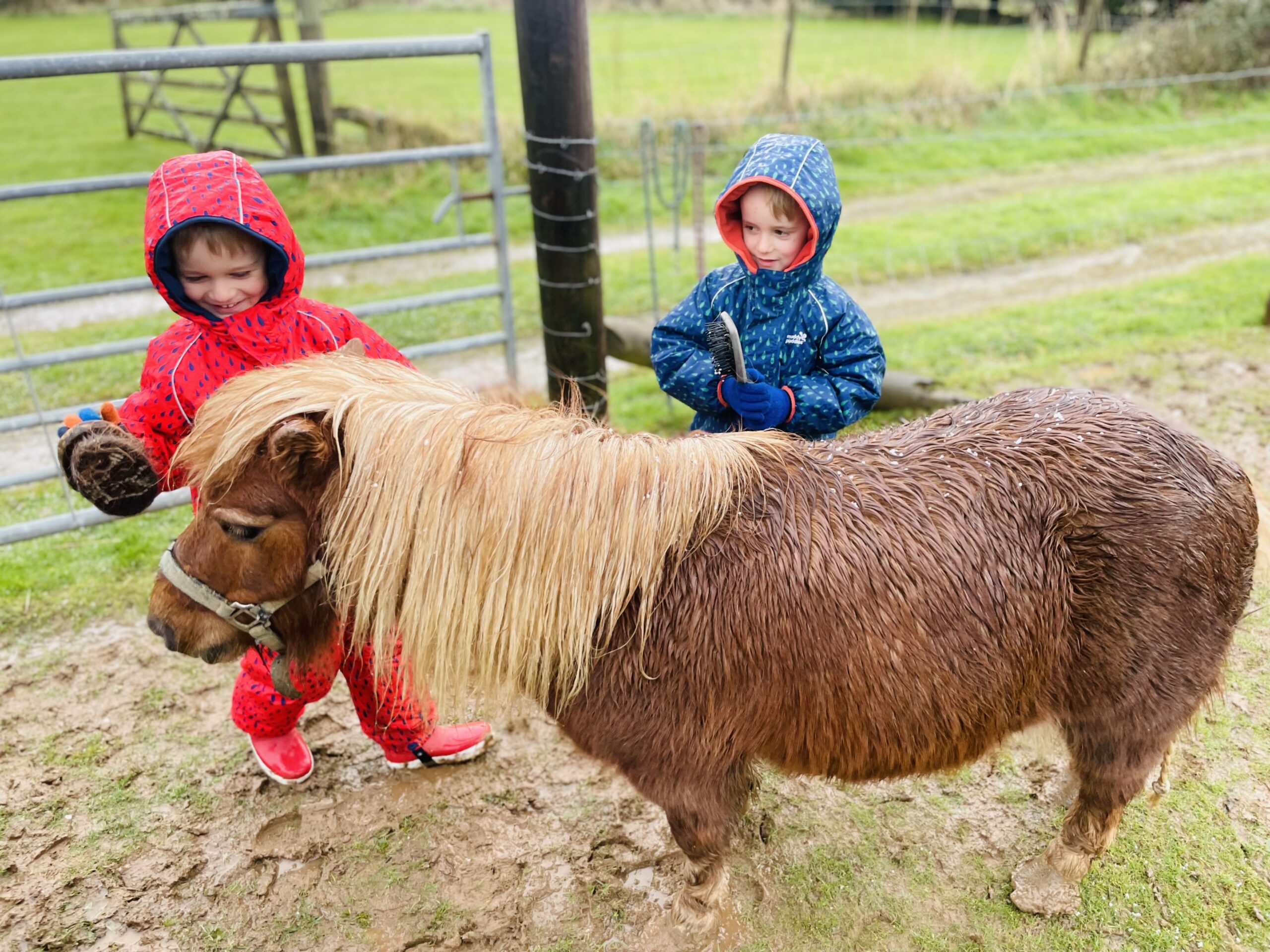 Twins brush a pony at Trecan Farm Cottages