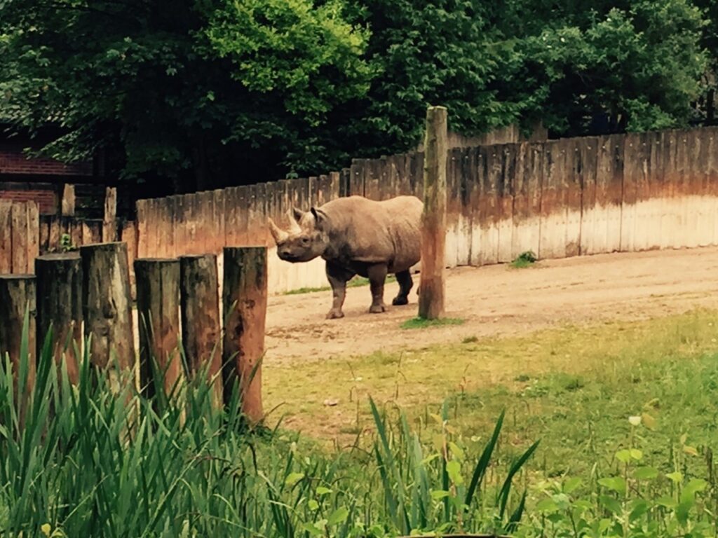 A rhino at paignton zoo, one of the best family days out in Devon