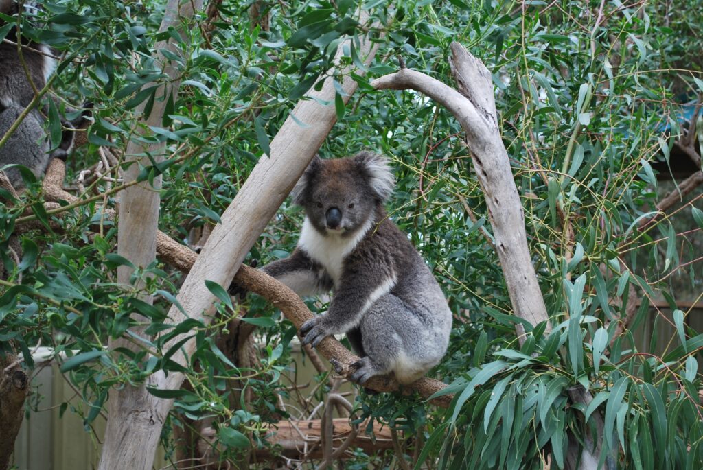 A koala is a must see when you're in Australia with kids