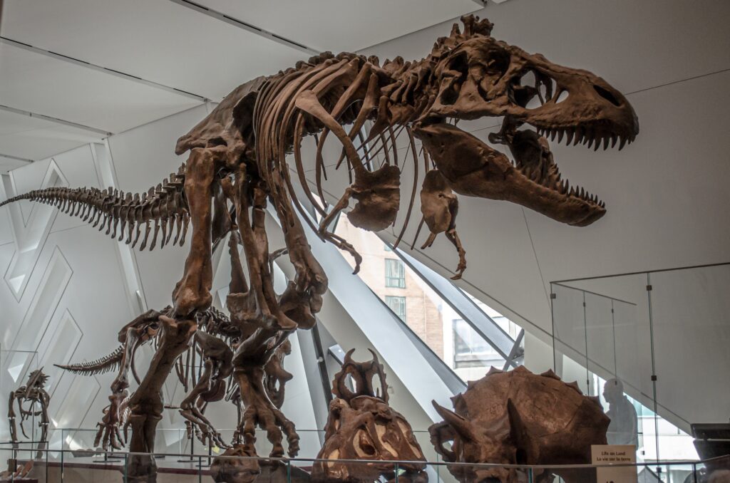 Dinosaur skeleton at the Royal Ontario Museum, one of the best things to do in Toronto with kids