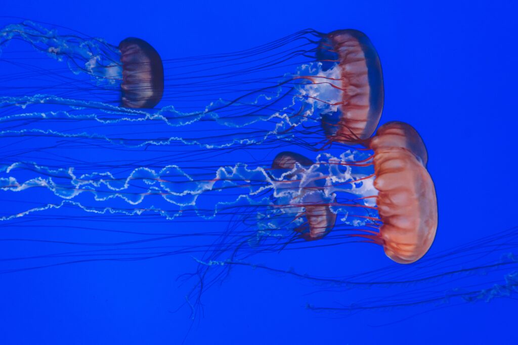 Jelly fish at Ripley's aquarium of Canada, one of the best things to do win Toronto with kids