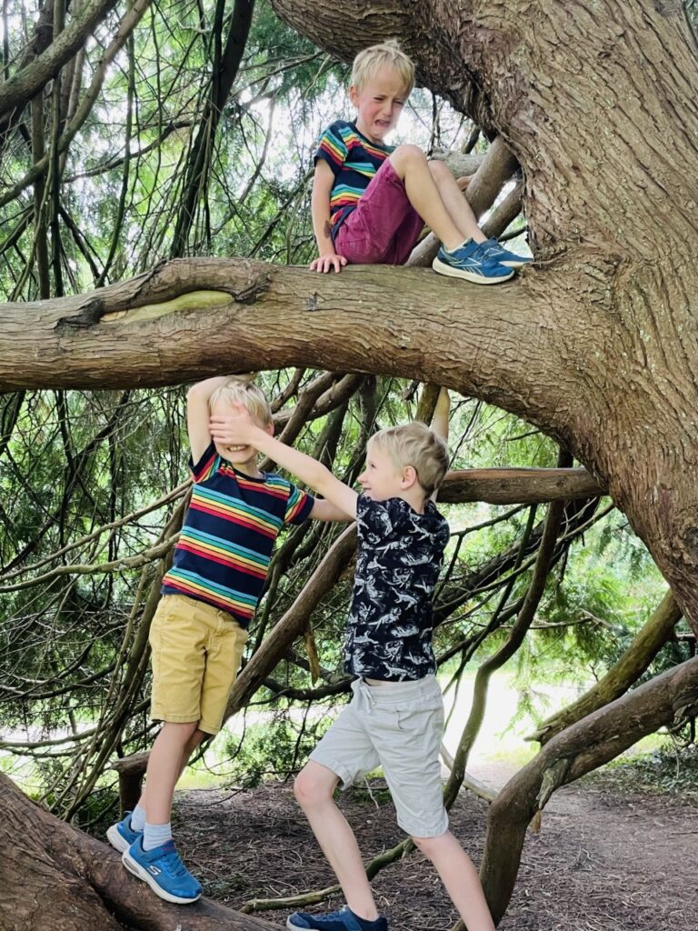 Three boys climb a tree