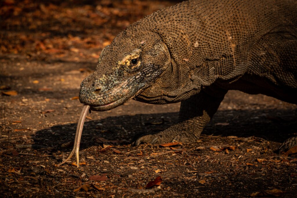 A komodo dragon from Komodo Island a perfect destination for family adventure travel