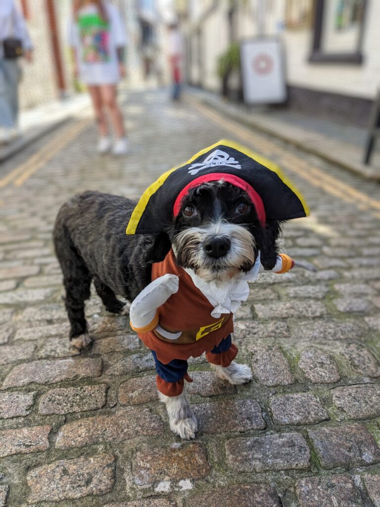 A dog wearing a pirate hat 