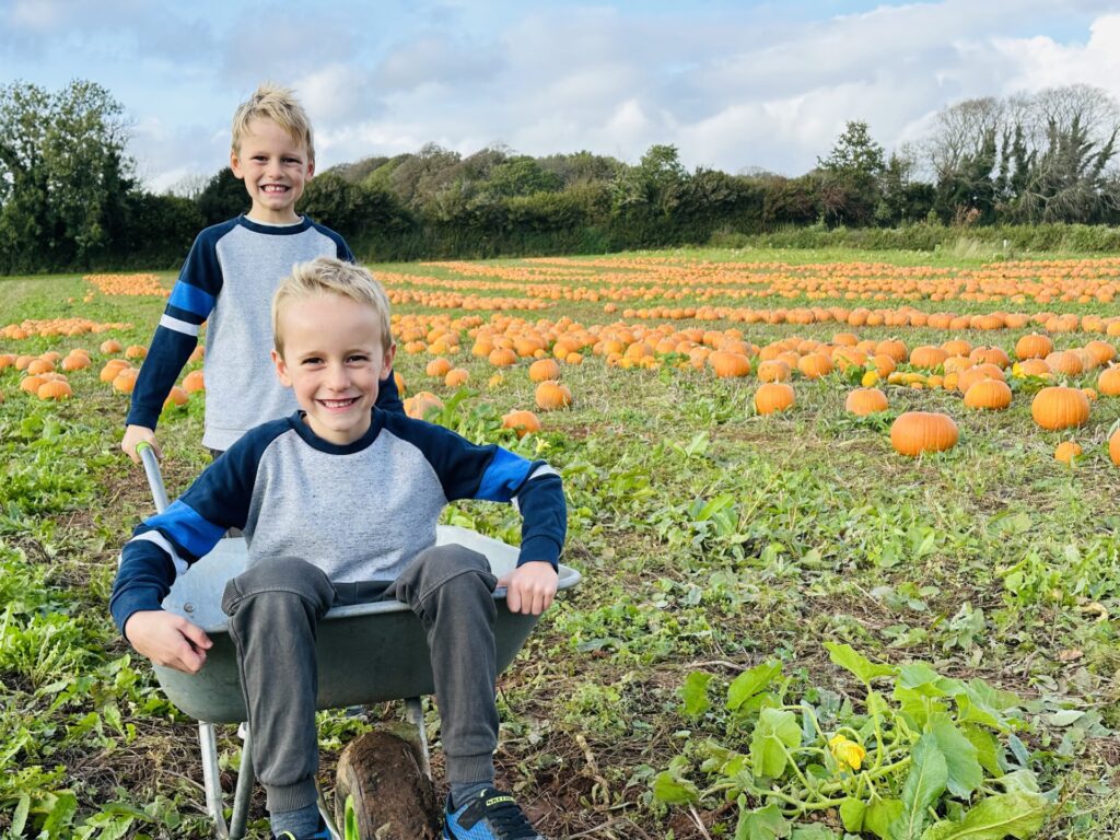 Two boys in a wheelbarrow pumpkin picking at Pips Pick Your Own